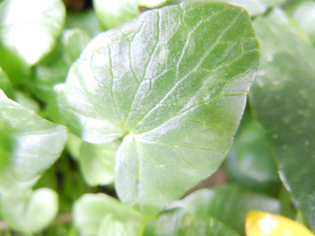 Ranunculus ficaria (non asteracea)...